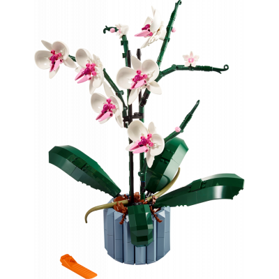Produktbild Orchidee